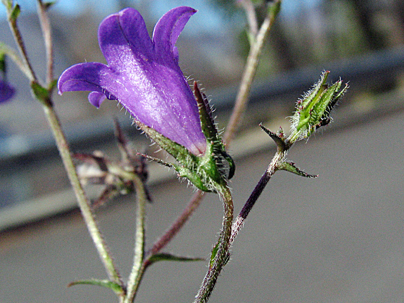 Campanula sibirica / Campanula siberiana